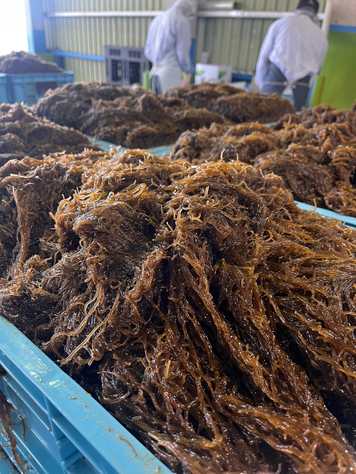早摘み生もずく☆たれセット『500g×5袋&もずくのたれ1本』【送料無料】